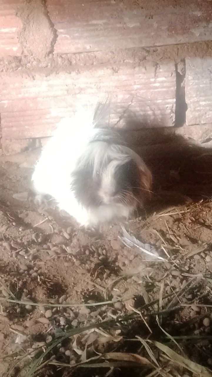 Que lindo porquinho da índia peruano - Foto 2