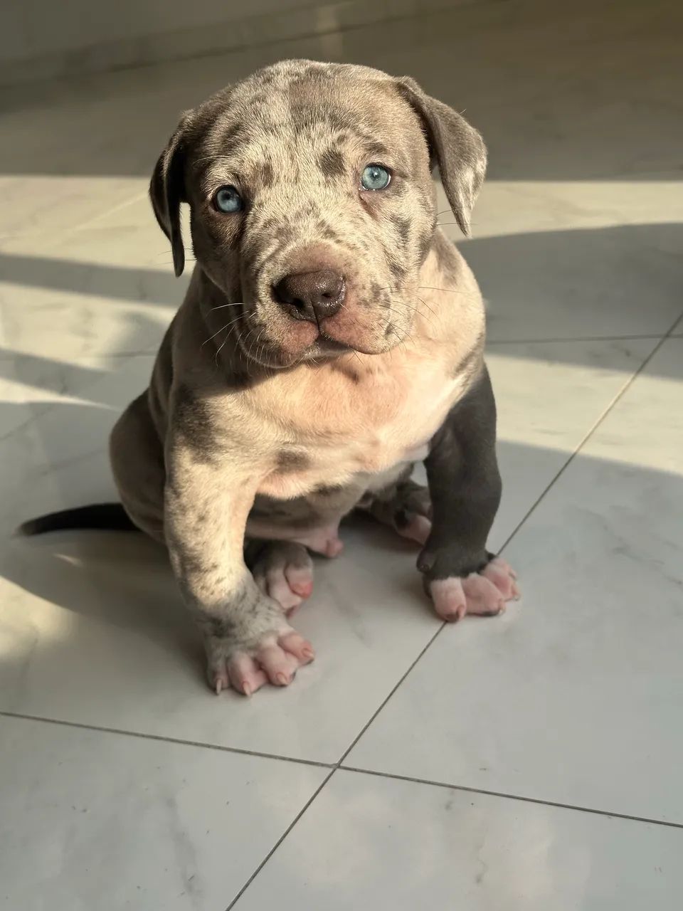 American Bully XL 