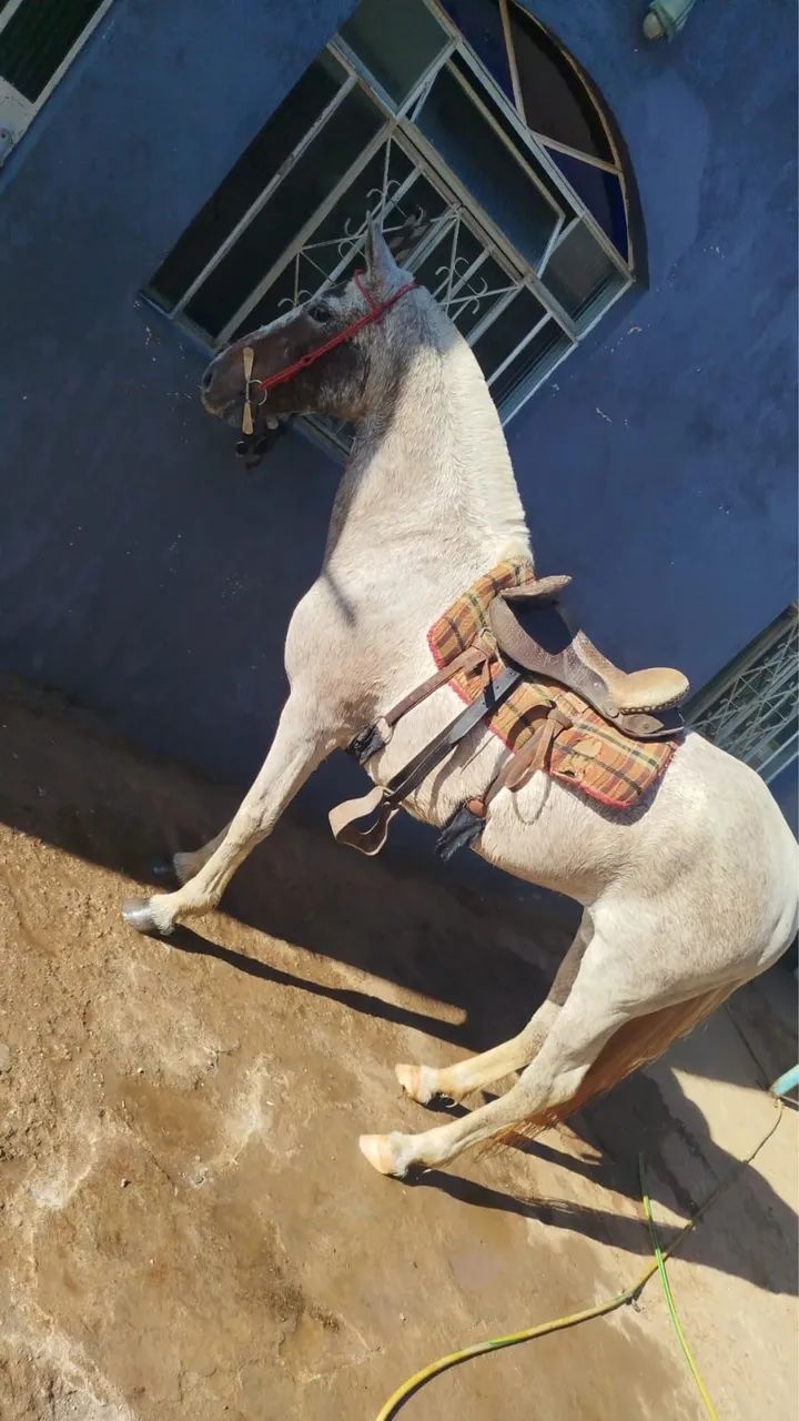 Égua - Foto 3
