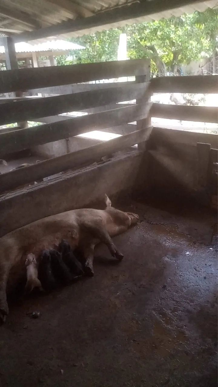 Vende-se  - Foto 3