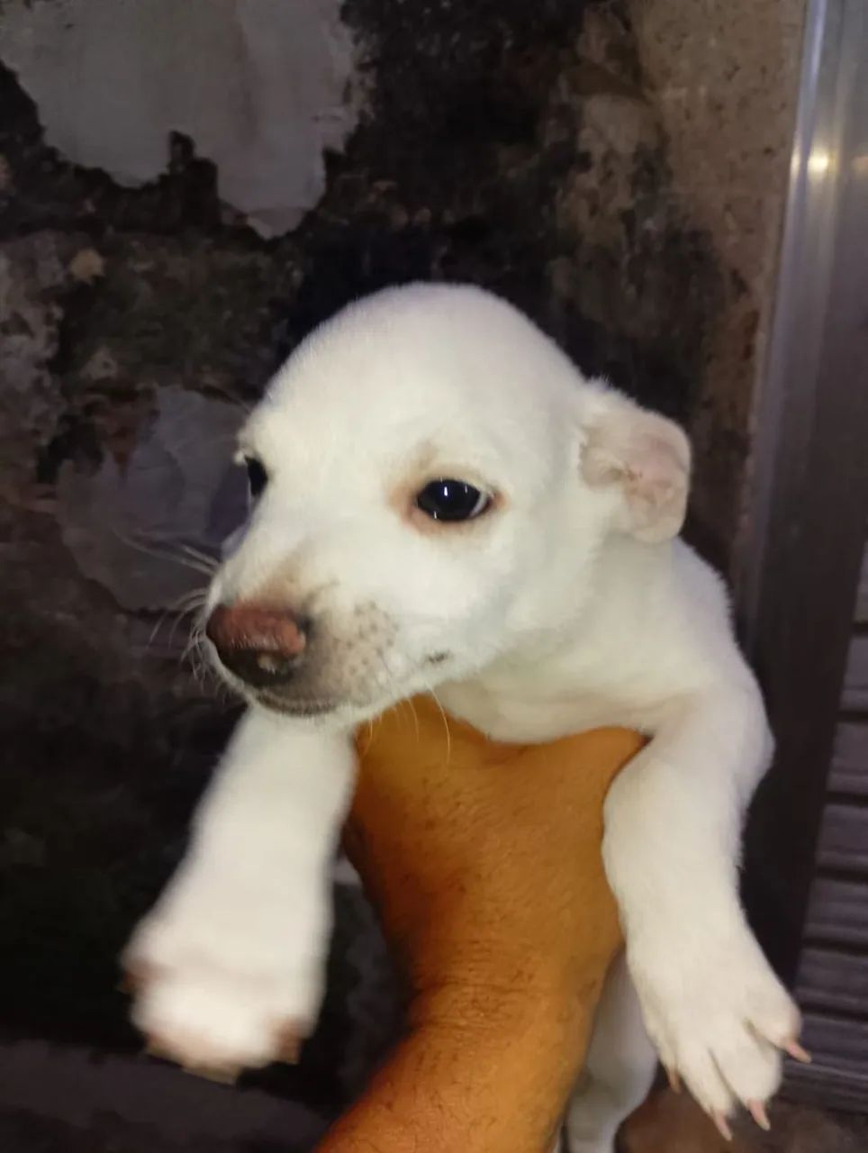 Doa-se cachorrinho  - Foto 4