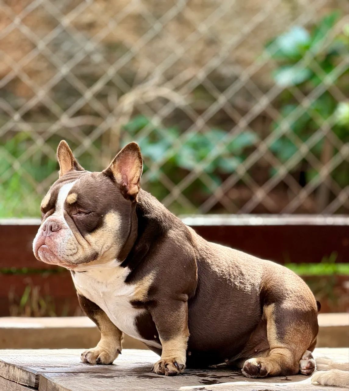 American bully - Foto 3