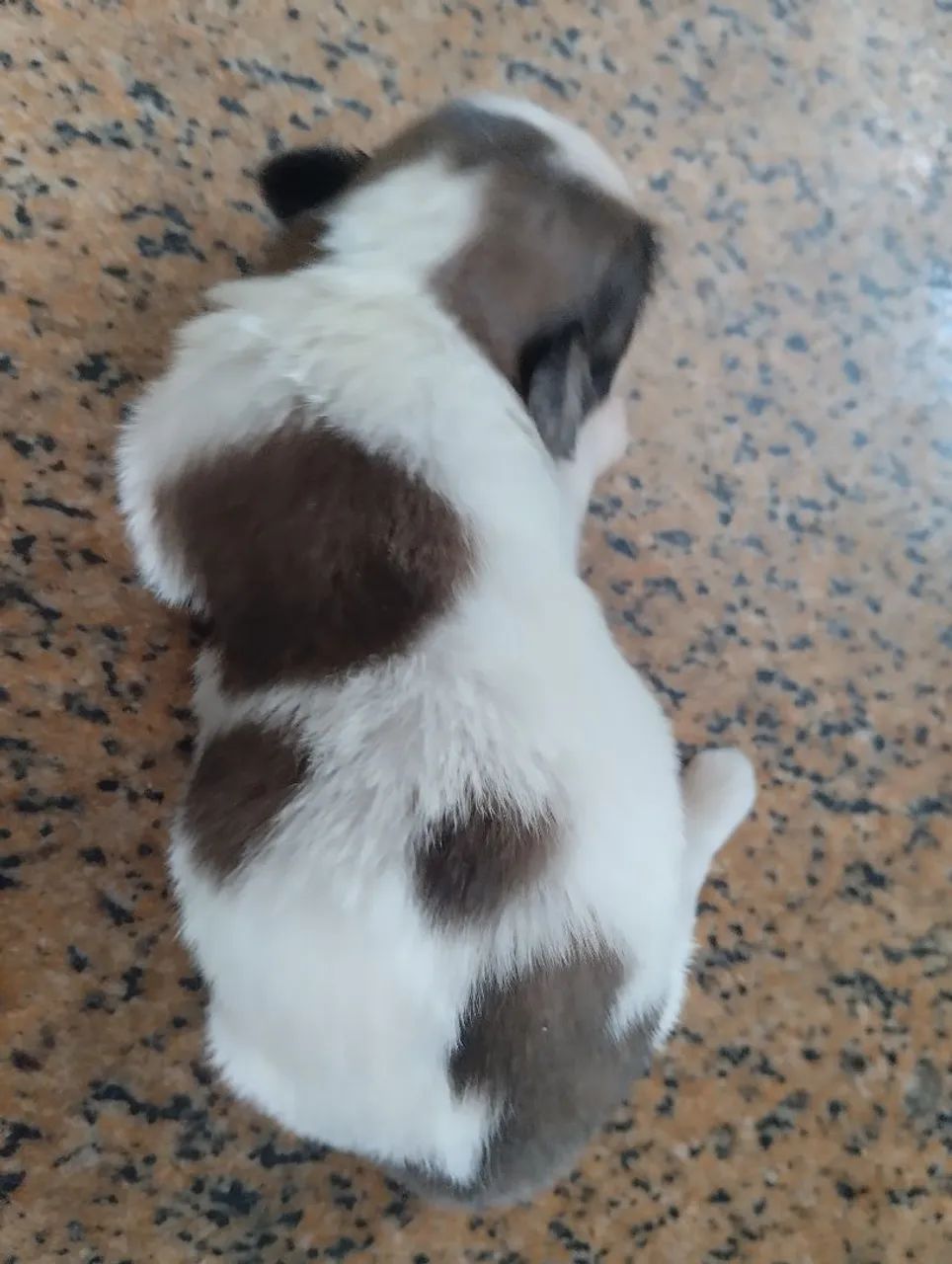 Fêmea Shih tzu  - Foto 3
