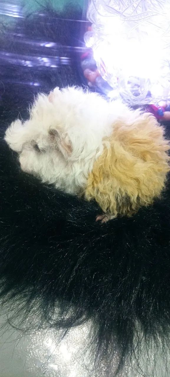 Lindo filhote porquinho da Índia  - Foto 3