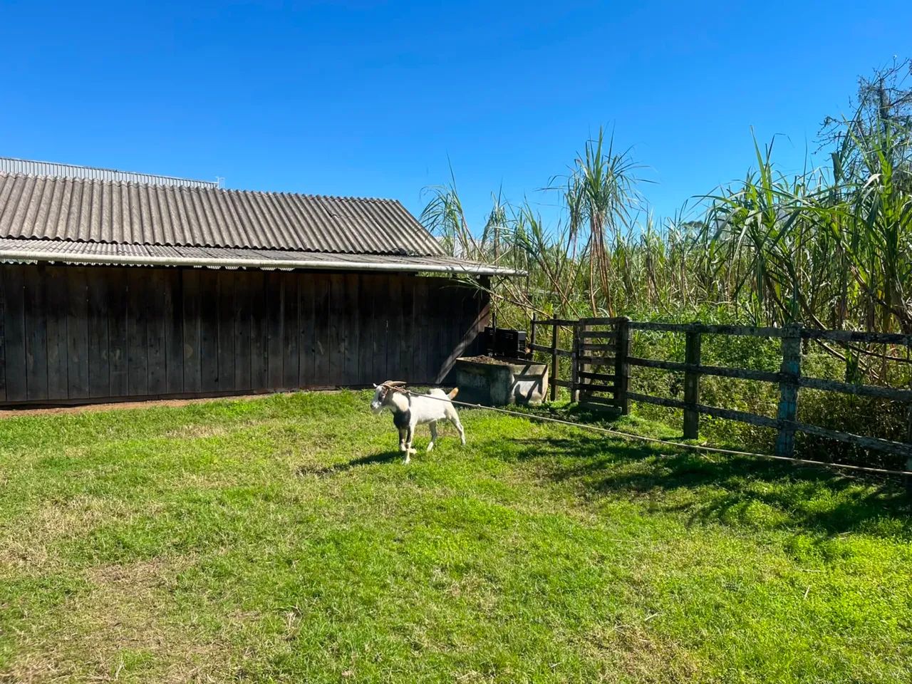 Junta de cabrito  - Foto 3