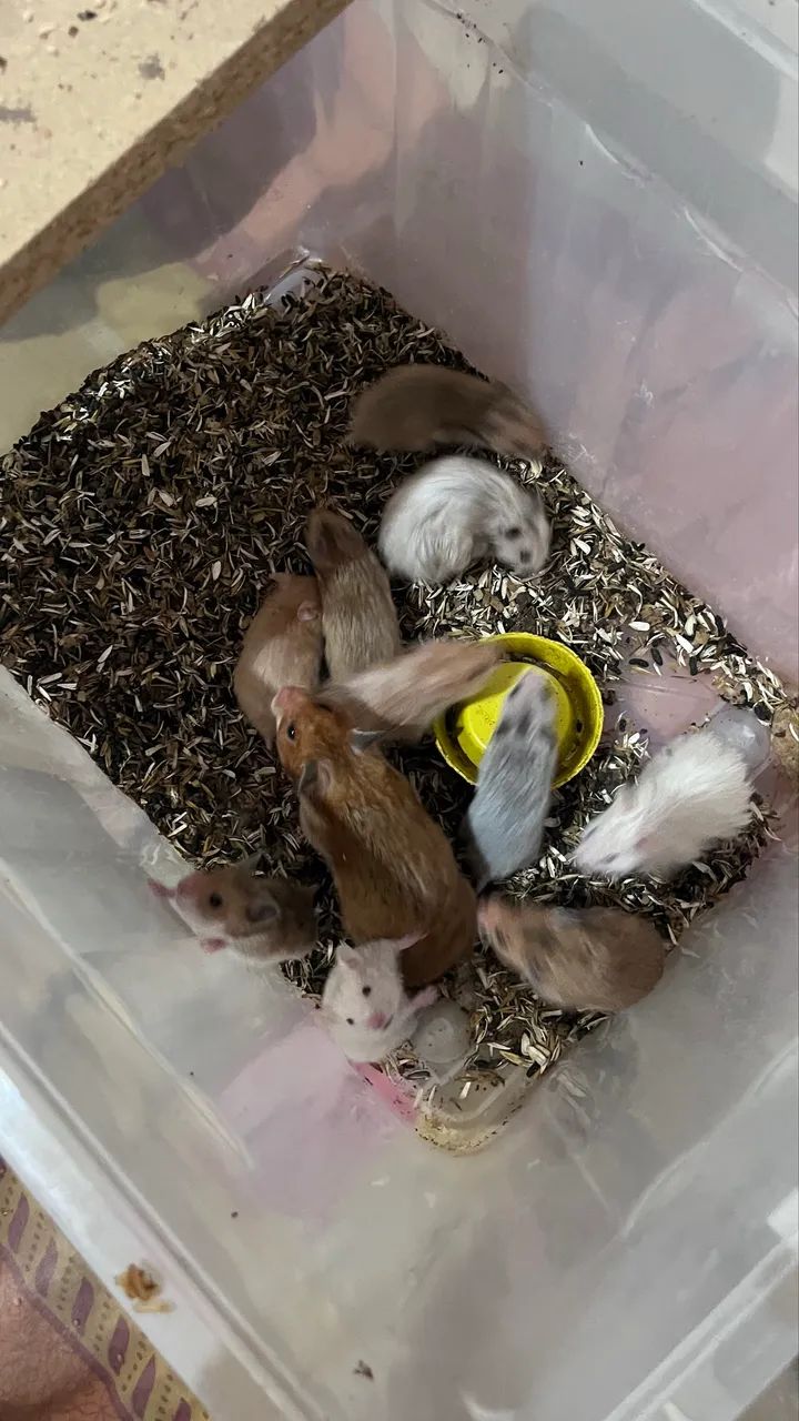 Hamster sírio 490891290336317441