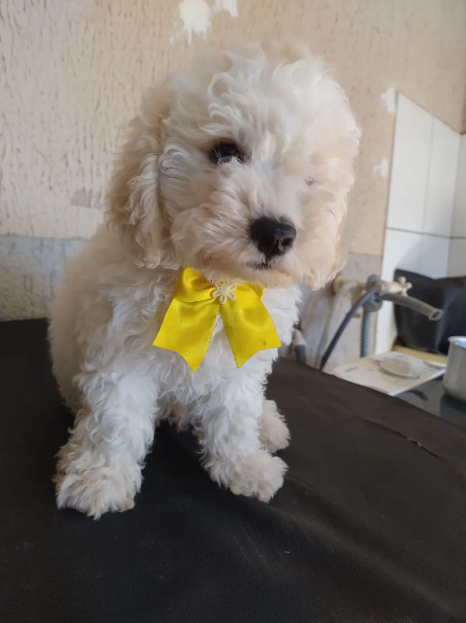 Filhote de poodle  - Foto 5