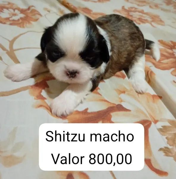 Shitzu 