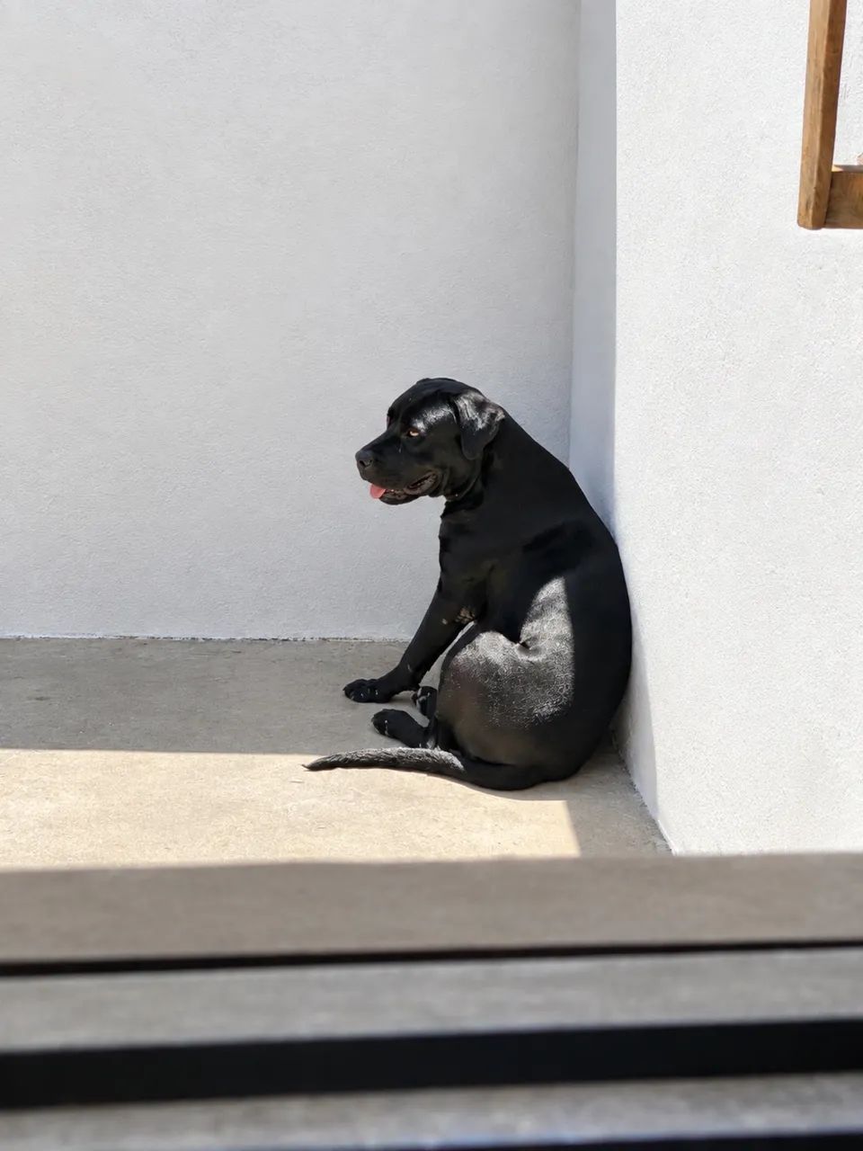 Venda de casal de Cane Corso - Foto 2