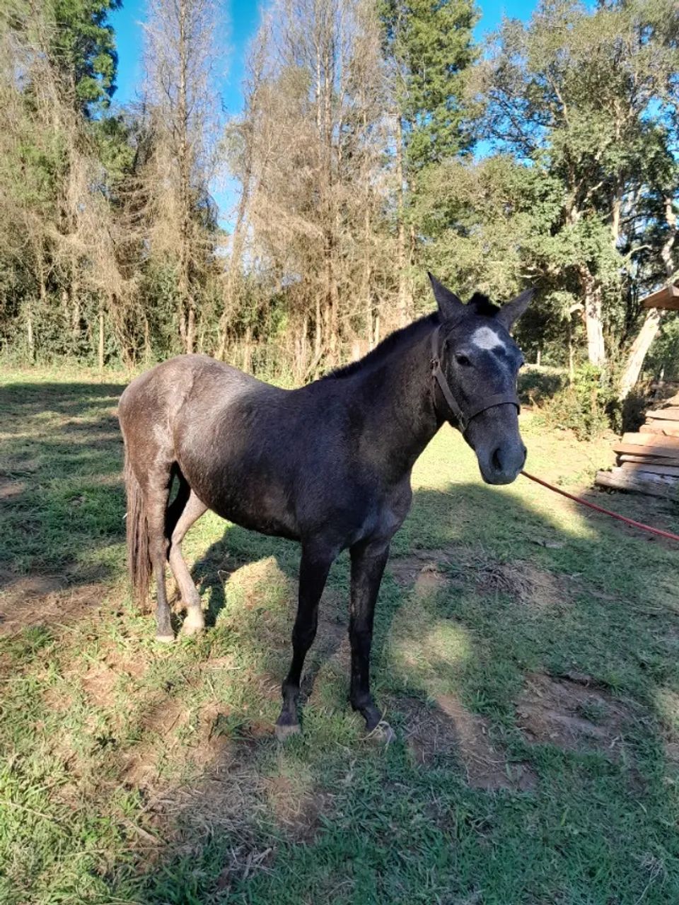 Vendo uma potra mangalarga marchador pura de marcha picada!!top!!!  - Foto 2