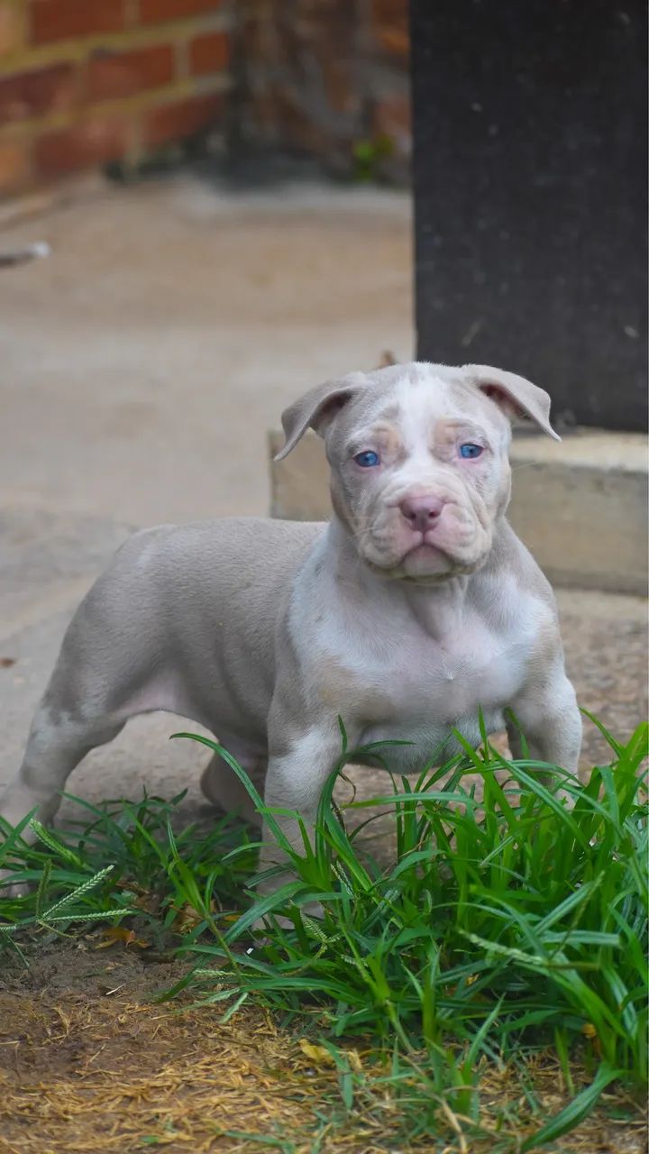 Pit Monster tri lilac merle  - Foto 2