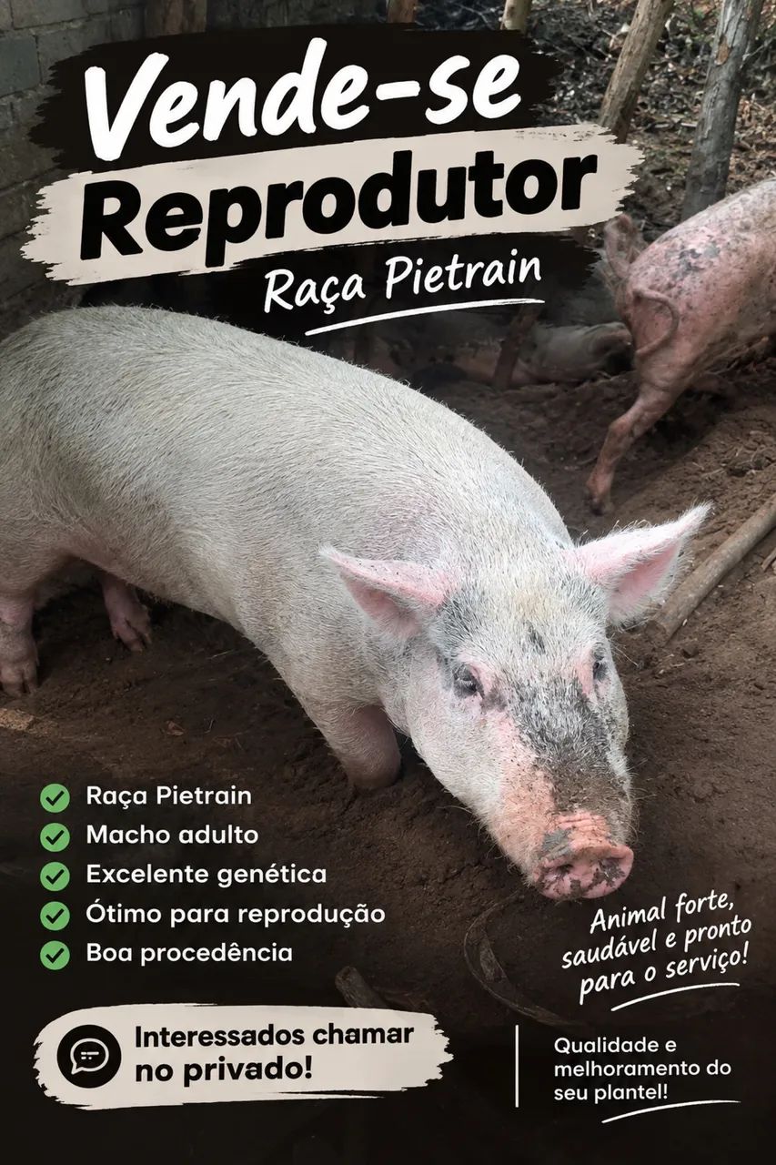Porco