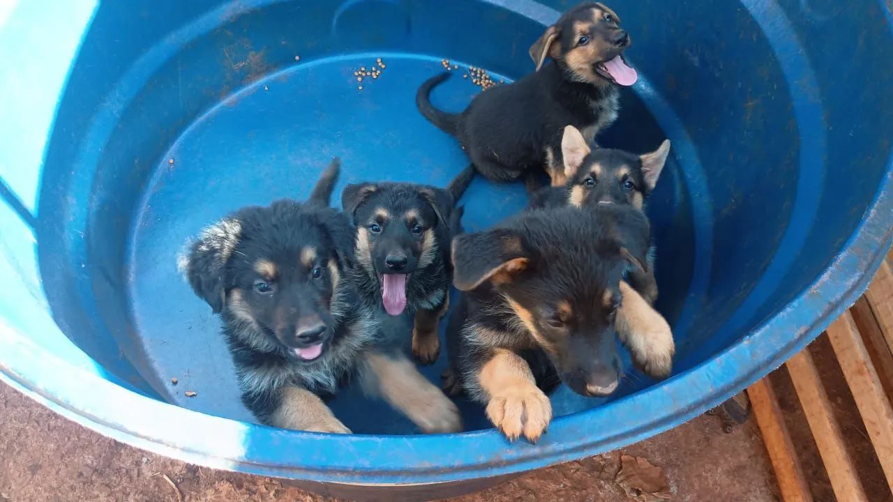 filhotes pastor alemão 