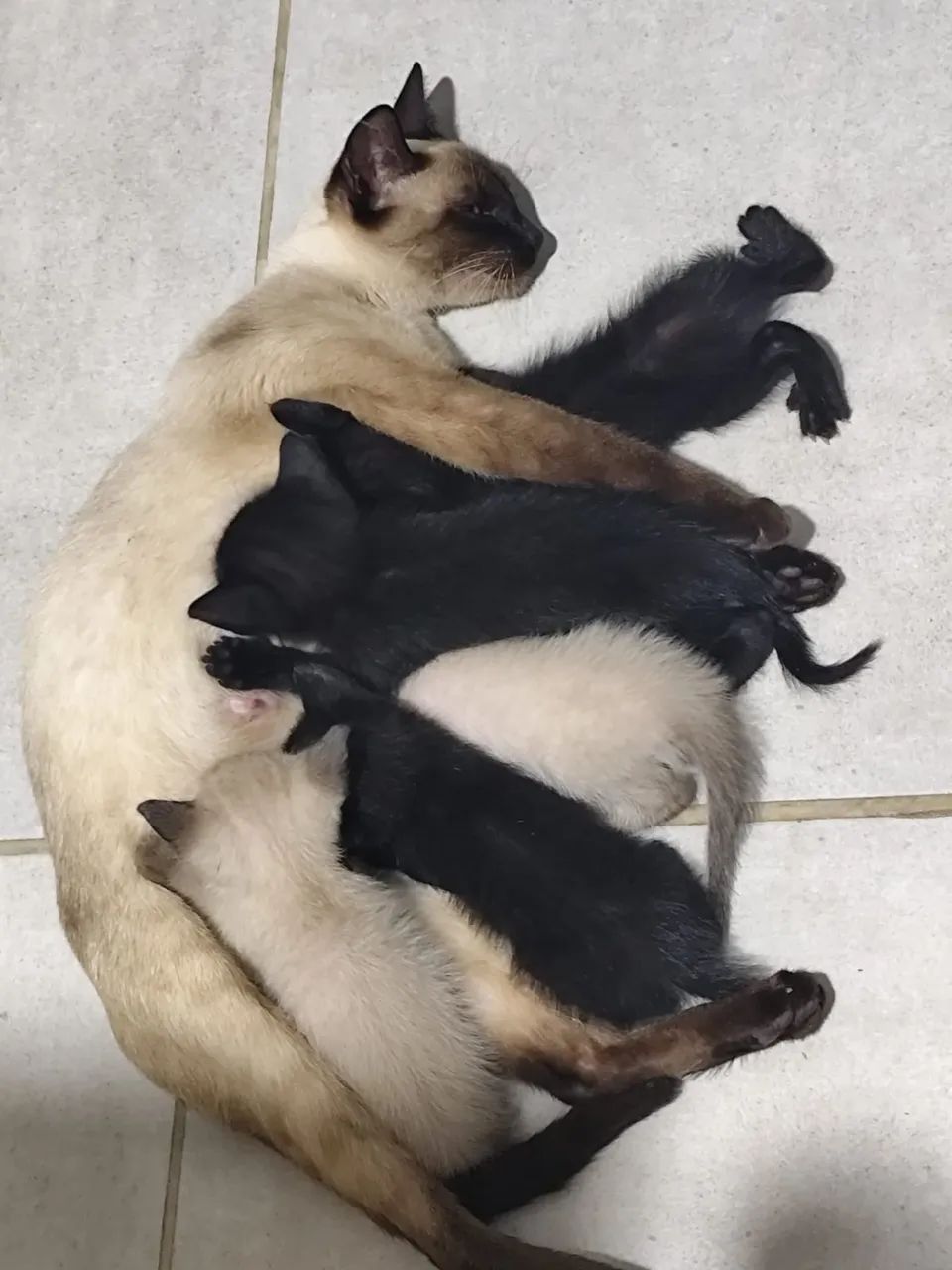 Doação de gato 