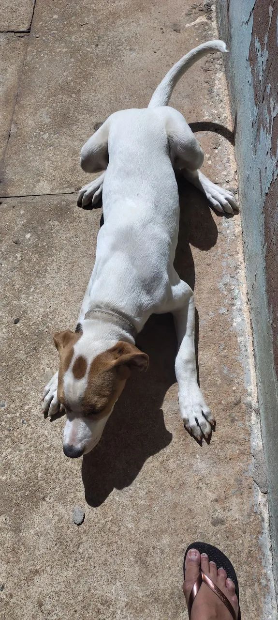 Doação de cachorro  - Foto 2