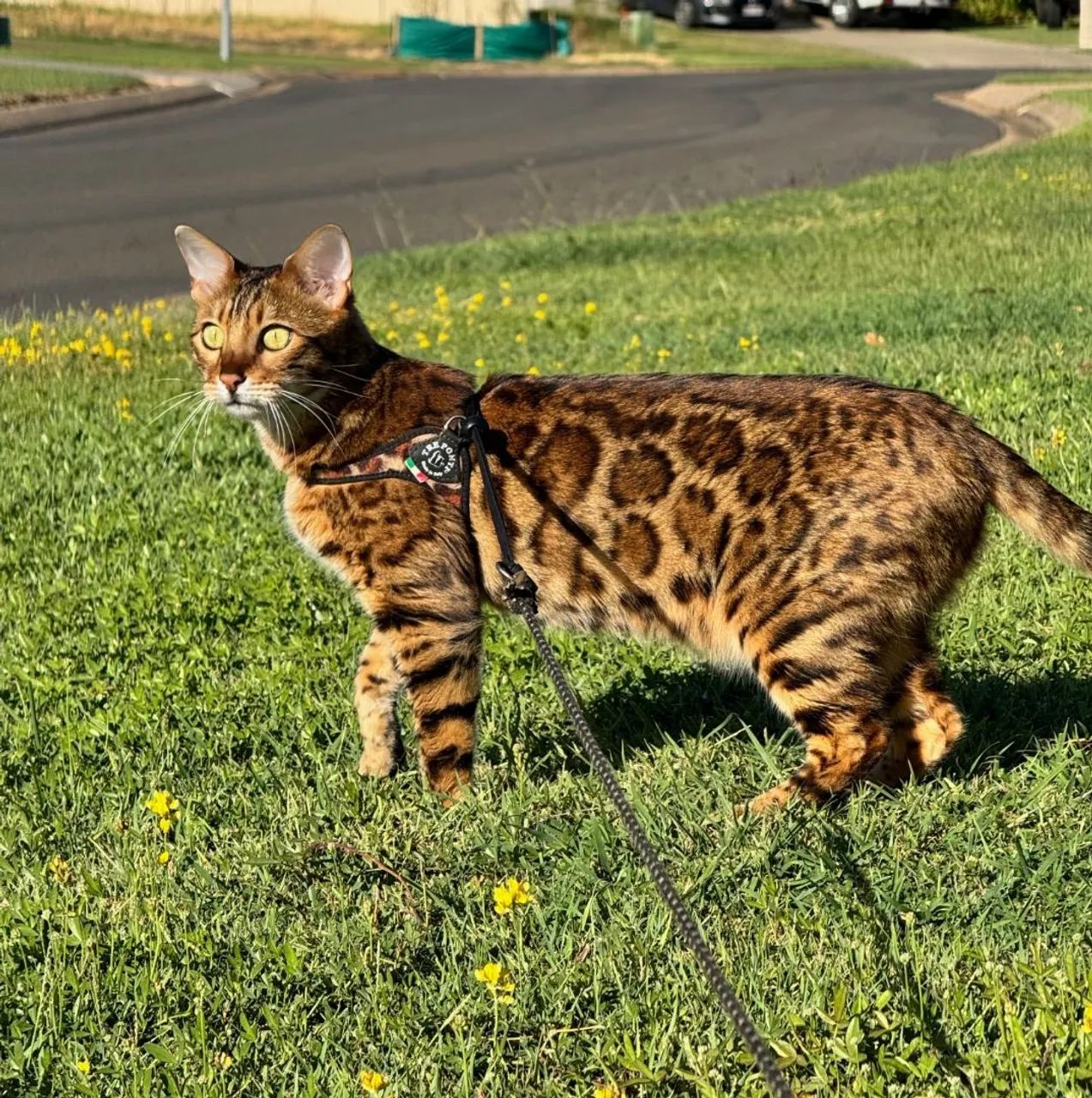 Bengal Fêmea 