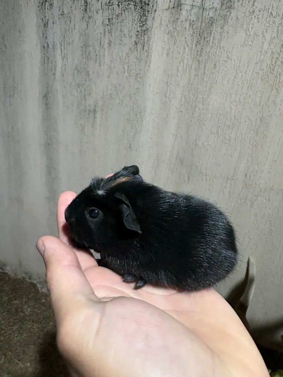 Vendo porquinhos da índia  - Foto 2