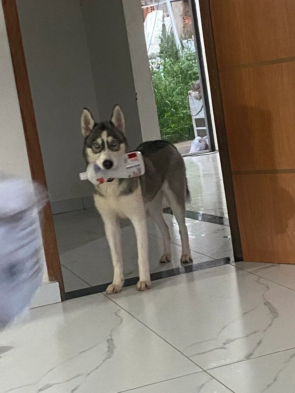 Doação de Husky Fêmea LEIA O ANÚNCIO ANTES DE ME ENCHER DE MENSAGENS 