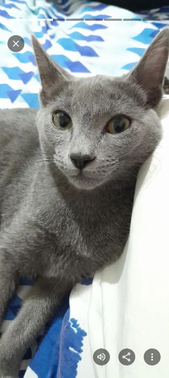 Gato cinza SRD - Foto 3