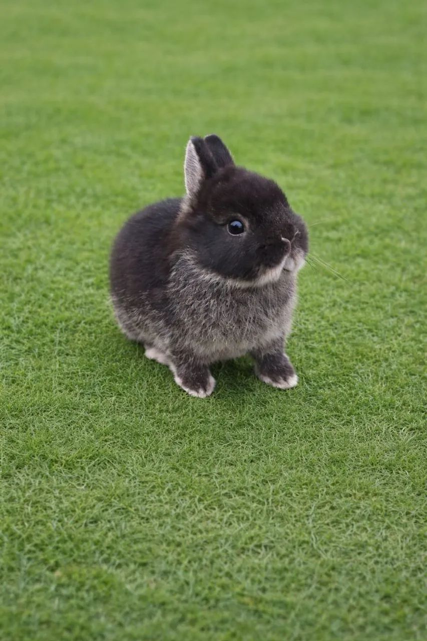 coelho anão raça netherland dwarf linhagem importada - Foto 4