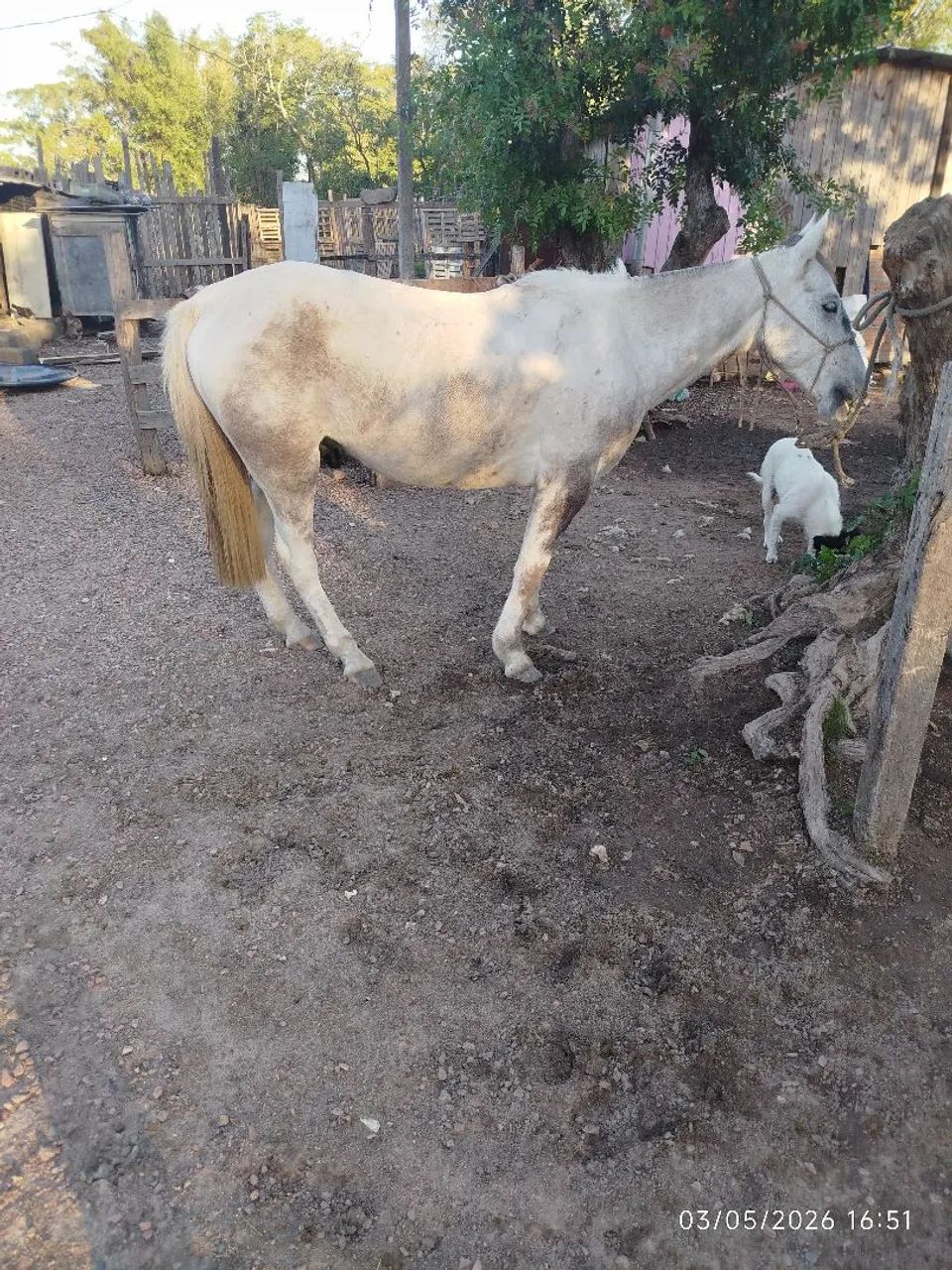 Cavalo domado manso de montaria whats * - Foto 4