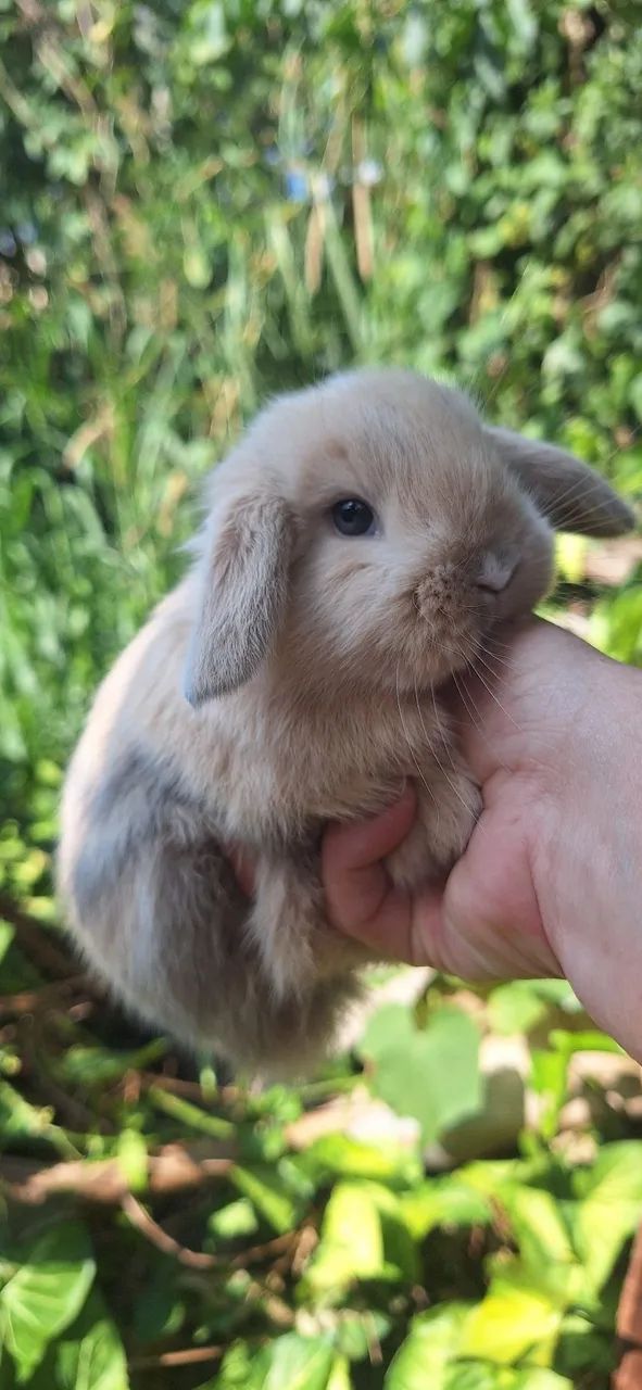 Mini coelhos lop - Foto 4