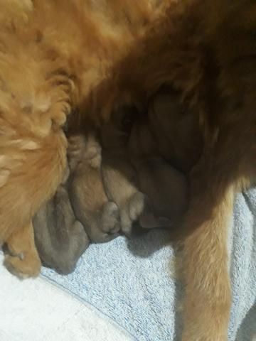 Cachorros - Foto 3
