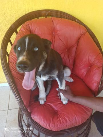 Husky siberiano - Foto 2