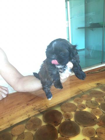 Filhotes de Shitzu machos - Foto 5