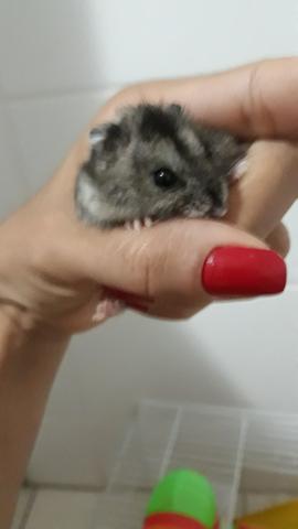 Hamster - Foto 2
