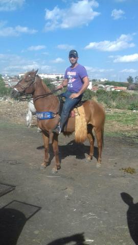 Cavalo - Foto 2