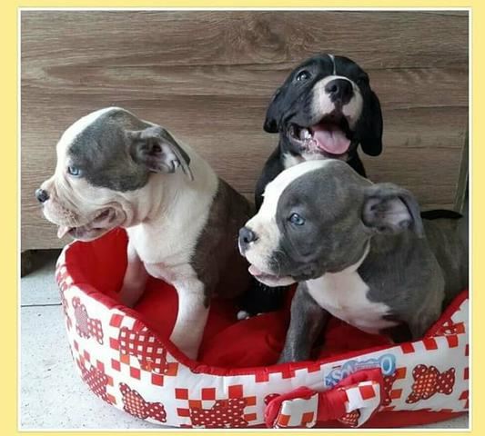Filhotes de American Bully pocket