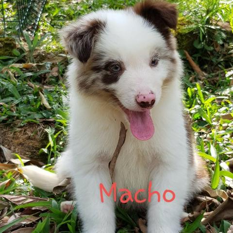 Lindos Filhotes Da Raça Border Collie !!!