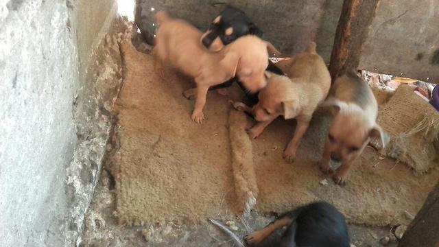 Pinscher zero de verdade. já sem o rabinho