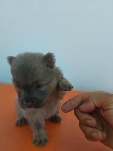 Chowchow - Foto 4