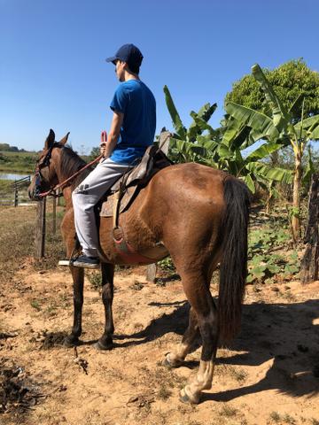 Égua domada - Foto 2