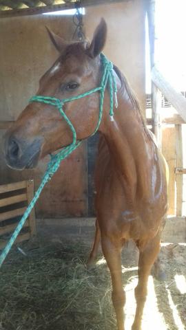 Cavalo - Foto 4
