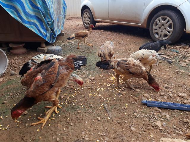 Galinhas e galo de raça - Foto 5