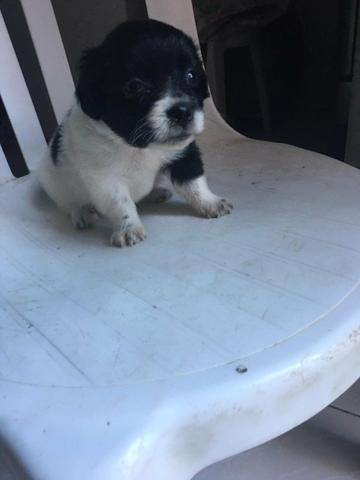 Vendo Filhote