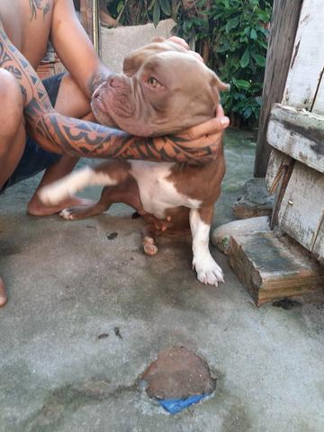 E só hj em de 1000 por 800 american bully poket muinto top - Foto 2