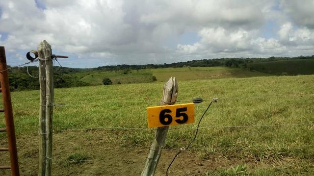 Fazenda em São José da Coroa Grande - Foto 2