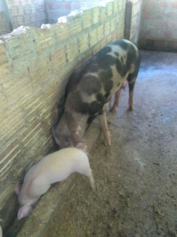 Vendo