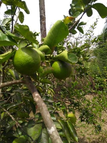 Preço imperdível !!! Vendo Sítio em bacabeira pronto para plantio e criação de galinhas - Foto 4