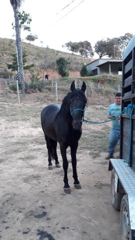 Cavalo - Foto 3