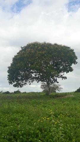 Fazenda Em Lamarão - Foto 3