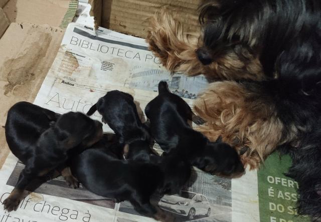 Cachorro Yorkshire filhotes recém nascidos