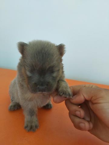 Chowchow - Foto 5