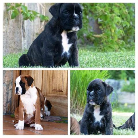 Compre Sempre Com pedigree CBKC