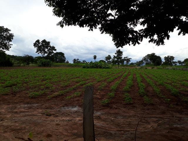 Área para confinamento ou laticínio na comunidade olho dagua na BR 364 a 30 km de Cuiabá - Foto 8