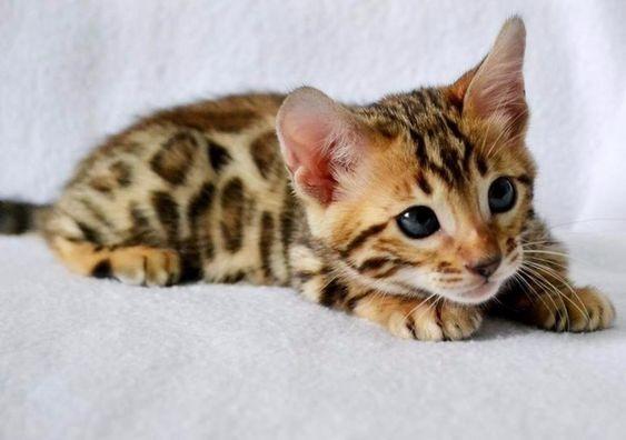 Bengal -gato leopardo